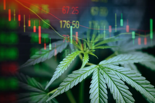 Why Cannabis Investments are Booming